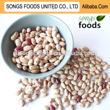 light speckled kidney beans type bulk beans